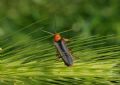 Cantharis livida